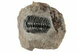 Detailed Reedops Trilobite - Atchana, Morocco #190297-2